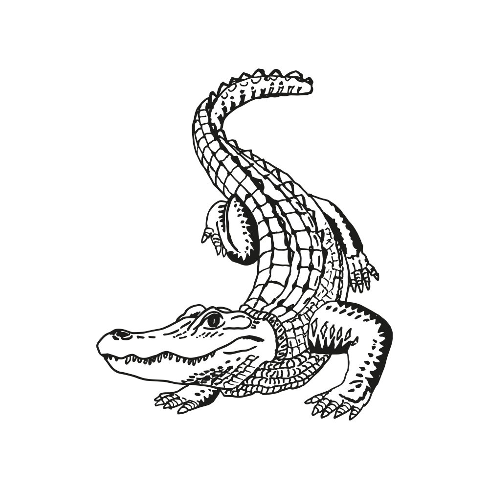 Alligator