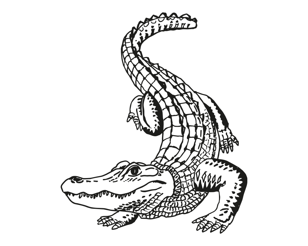 Alligator-2.png