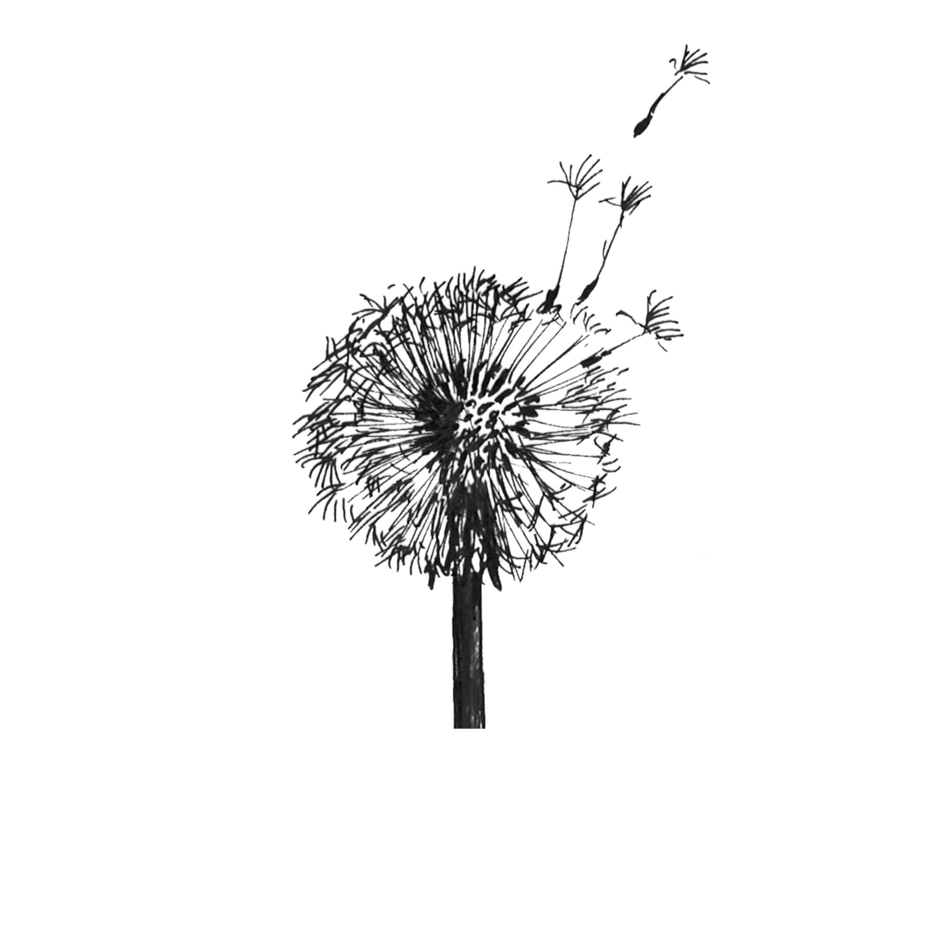 Dandelion
