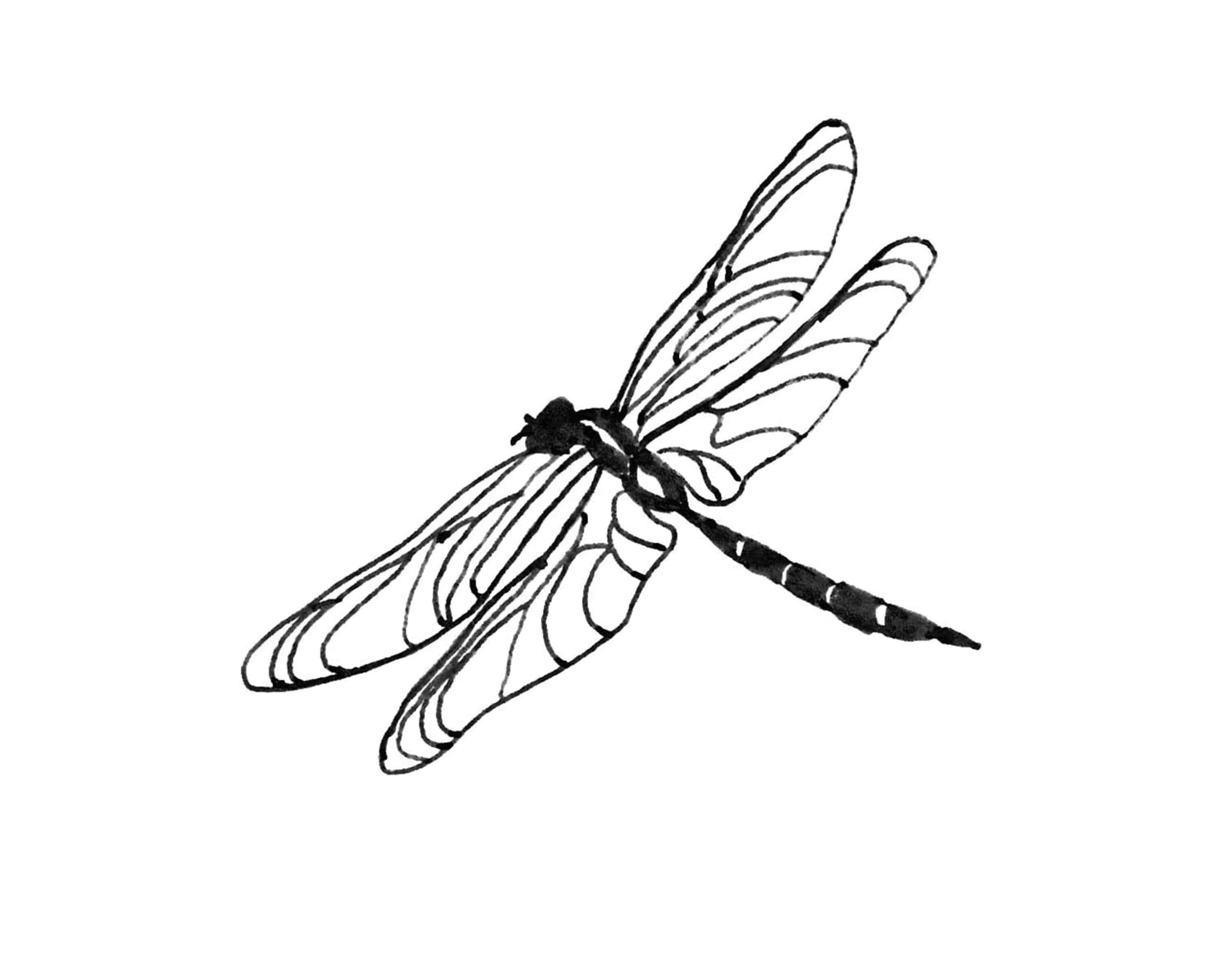 Dragonfly.jpg