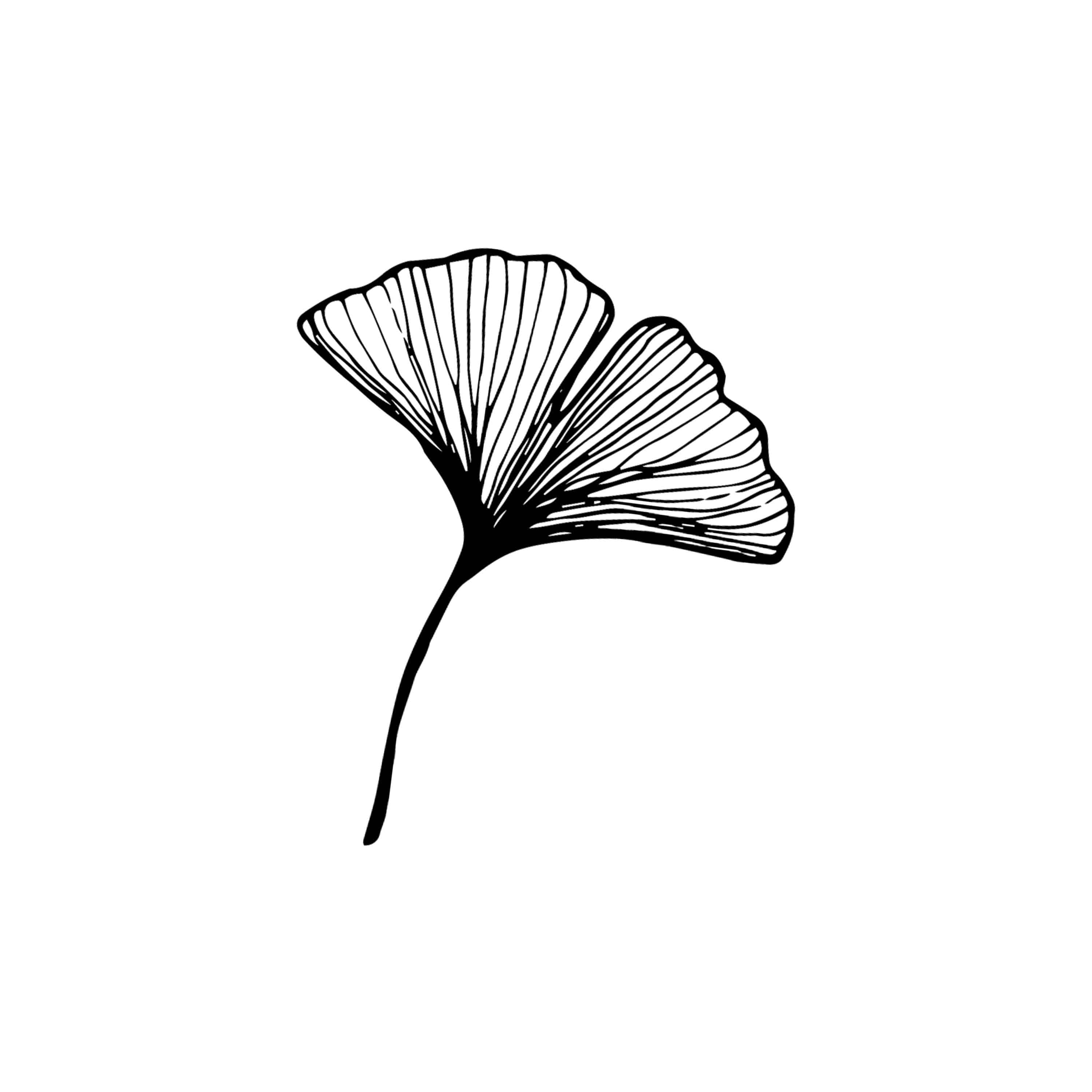 Ginkgo leaf