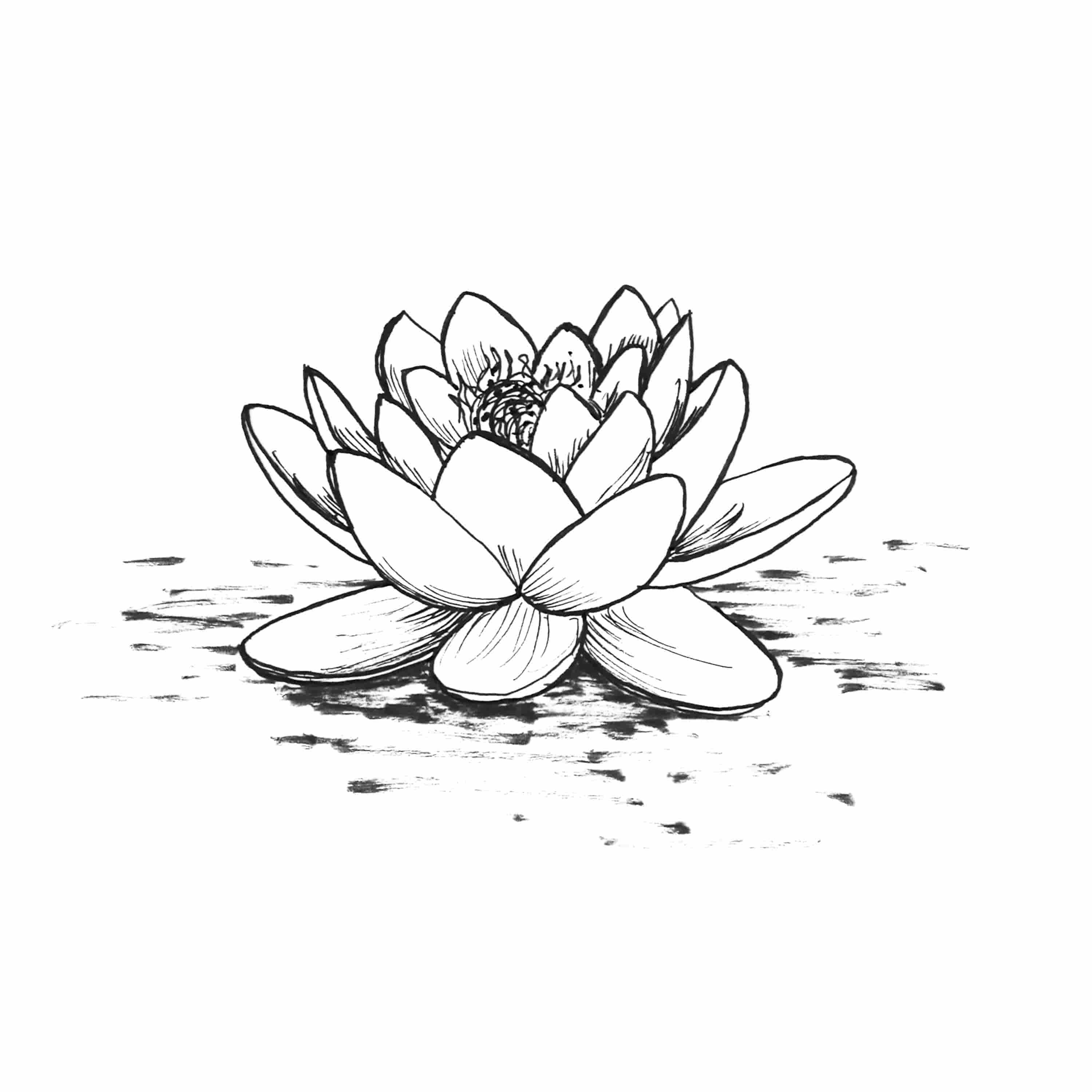 Lotus