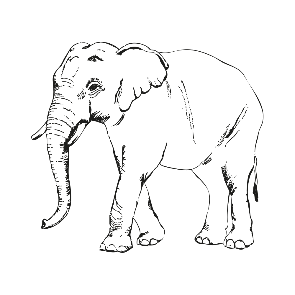 Elefant