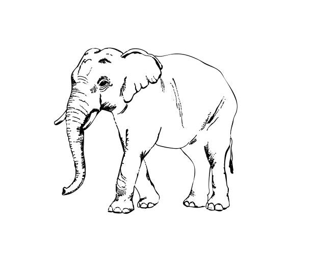 Olifant-schets.jpg