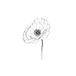 Poppy