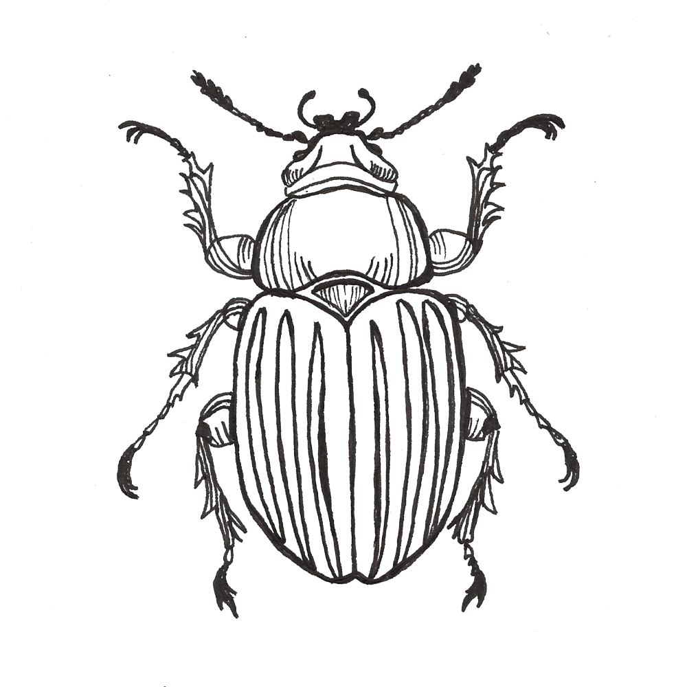 Scarab