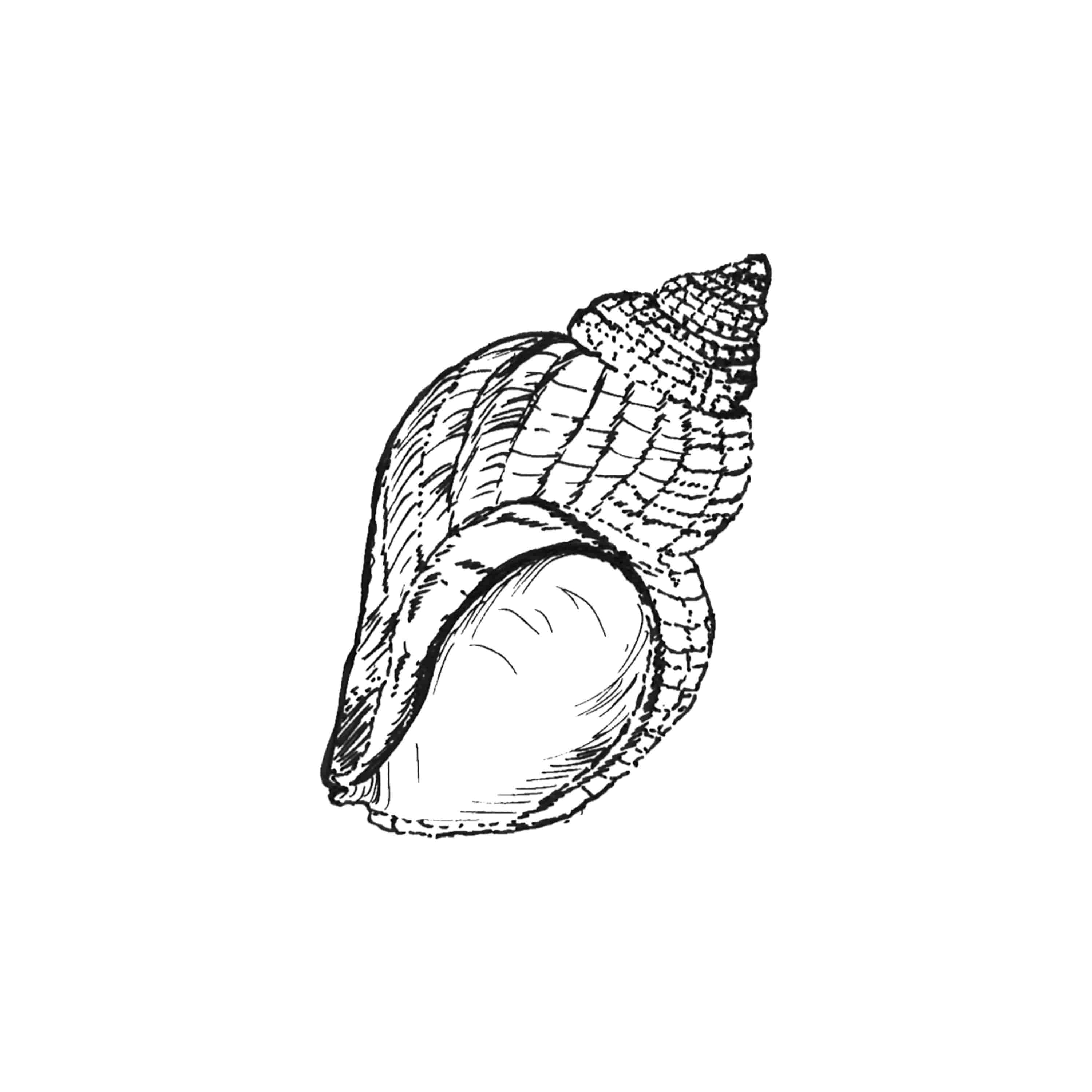 Shell