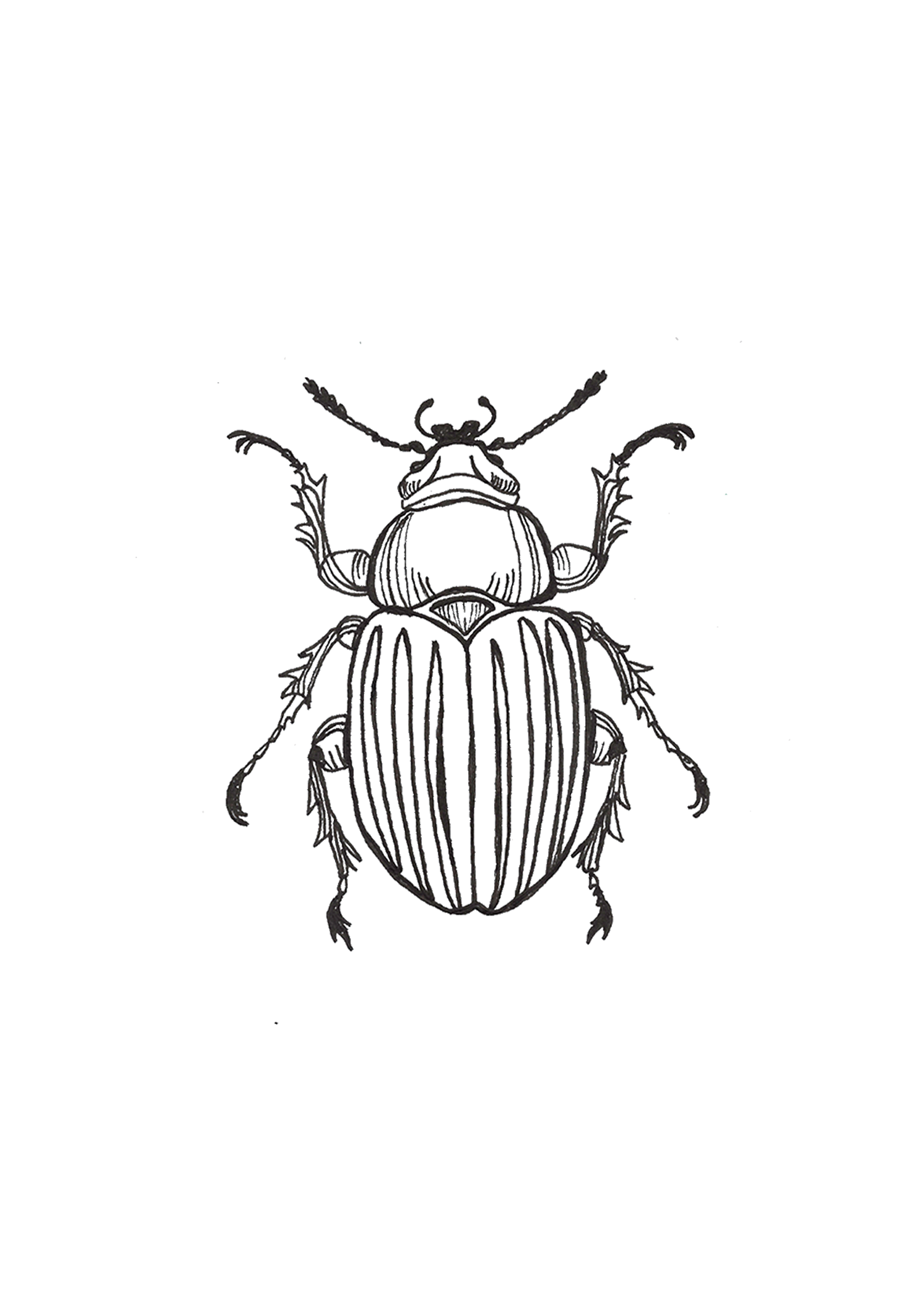 Scarab