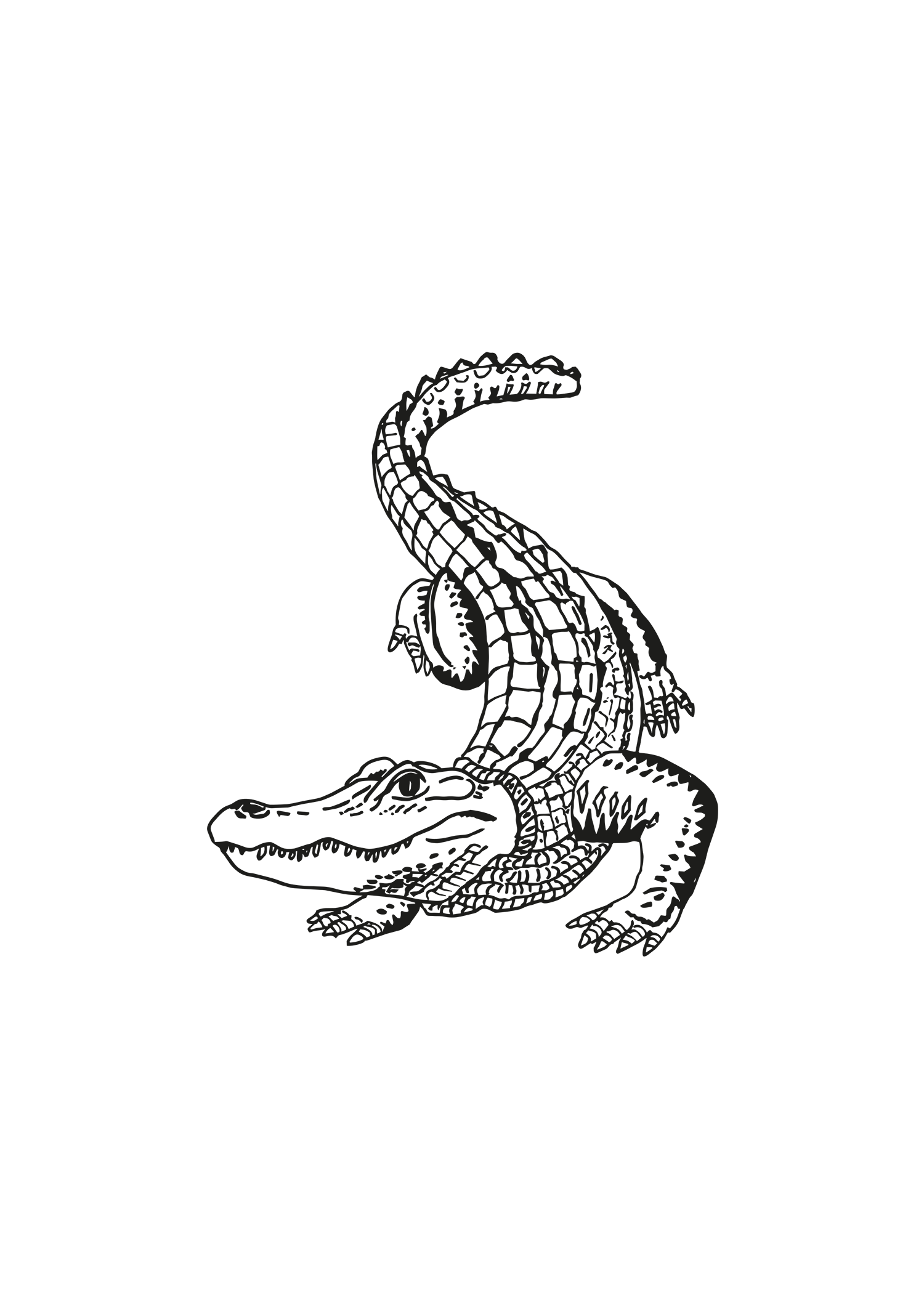 Alligator