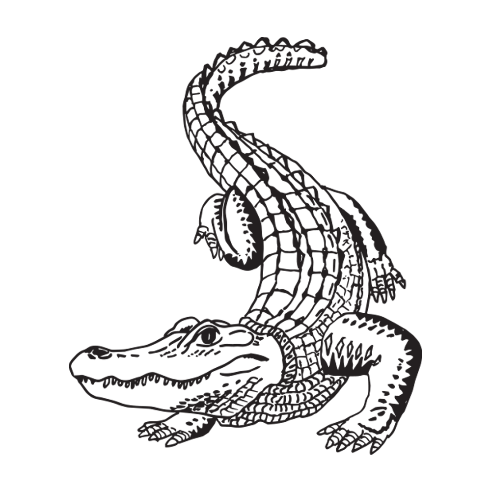 Alligator
