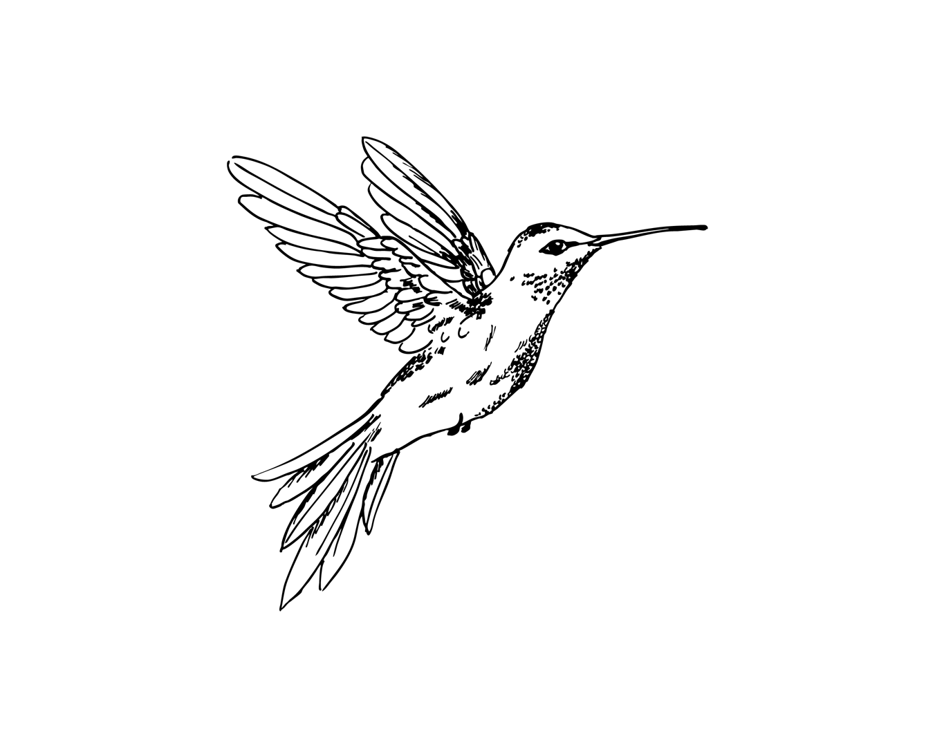 kolibri-klein.png