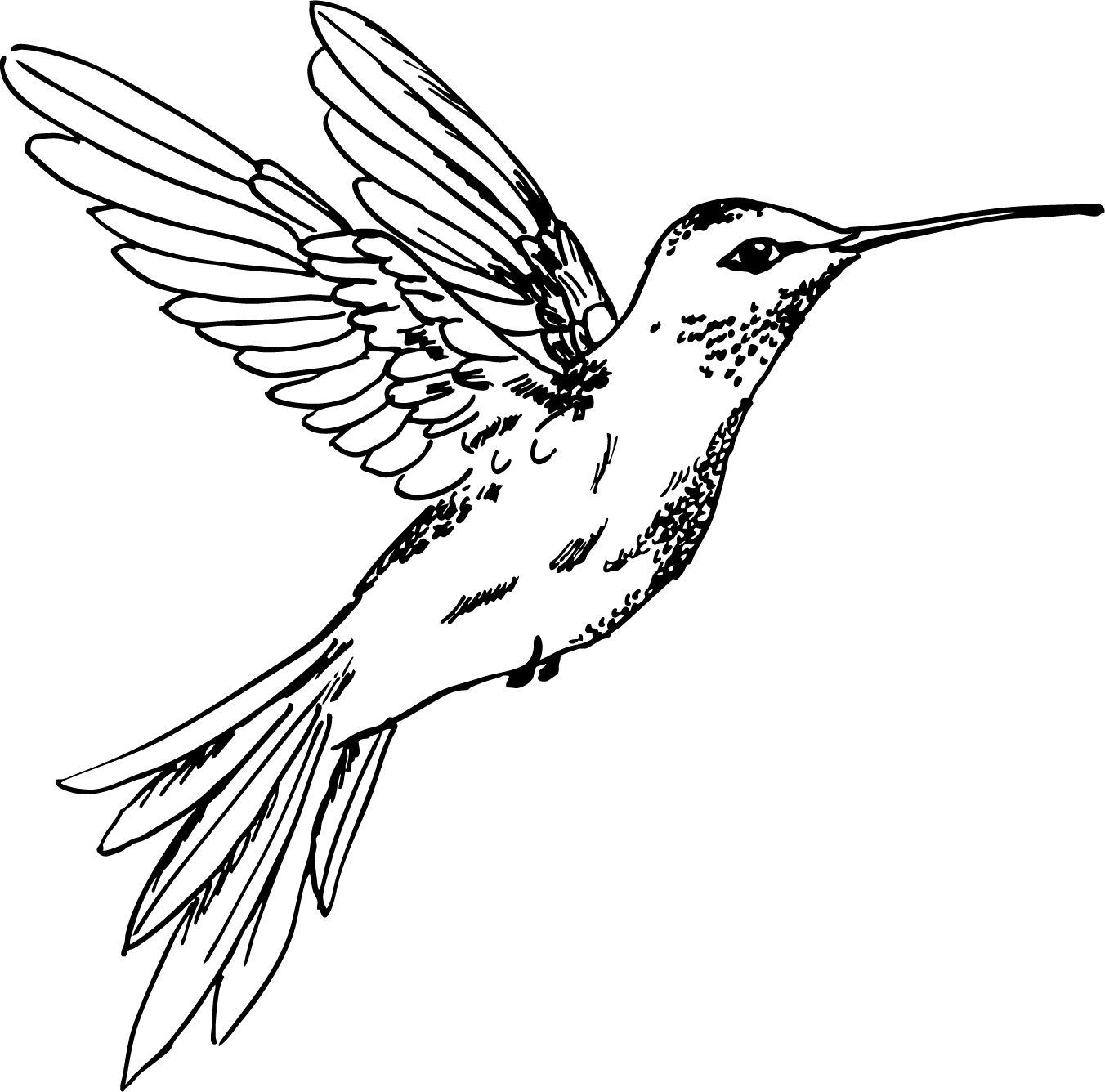 Kolibrie