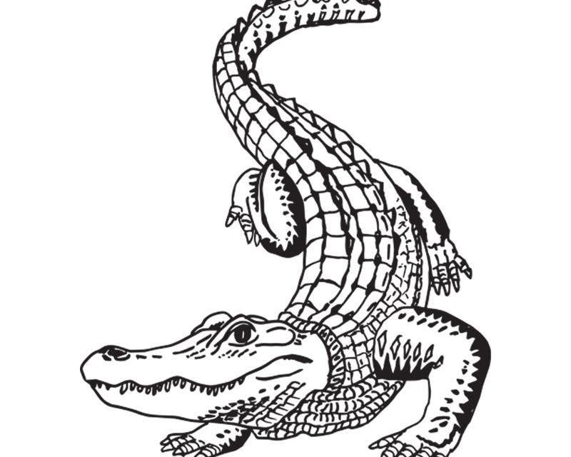 symbol_alligator.jpg