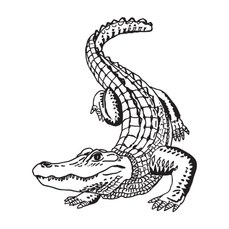 Alligator